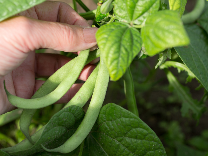 Beans growing in a bucket